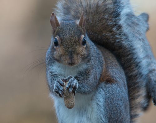 squirrel grey eating