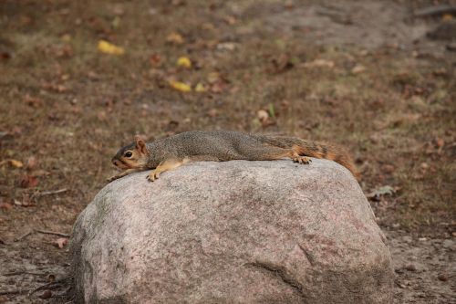 squirrel rock nature