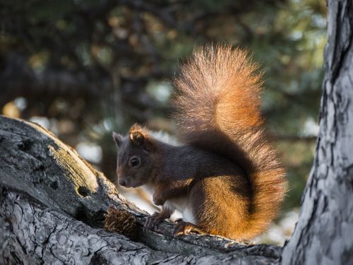 squirrel nature rodent