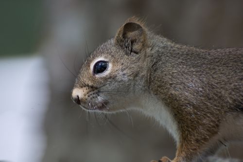 squirrel baby portrait
