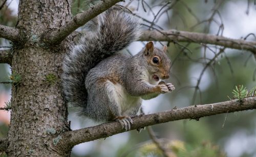 squirrel eating nature