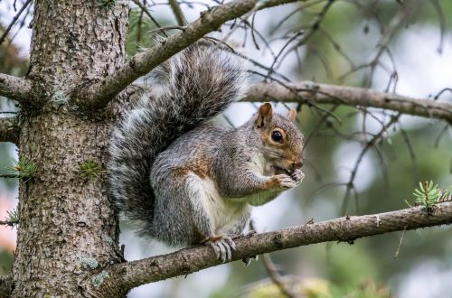 squirrel eating nature