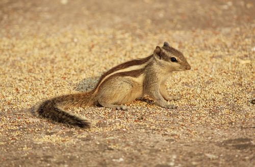 squirrel animals wildlife