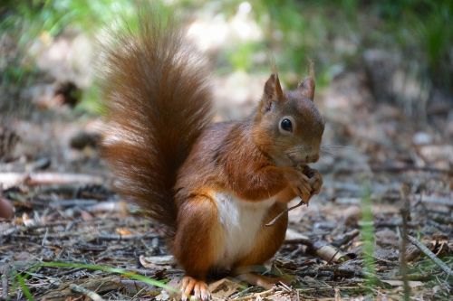 squirrel eat cute