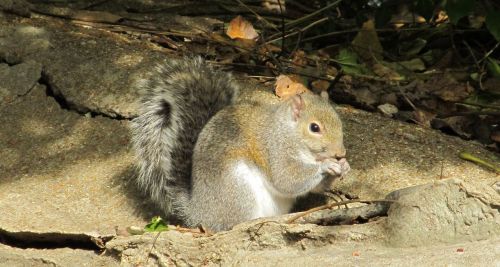 squirrel common squirrel eating