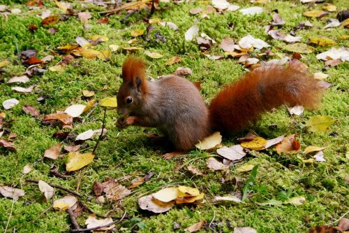 squirrel animal leaves