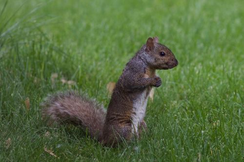 squirrel animal nature