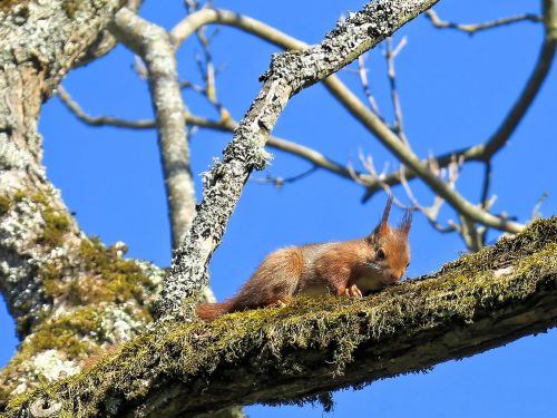 squirrel branch squirrel nibbling foam