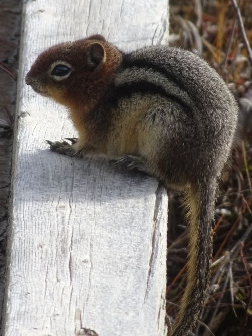 squirrel animal furry