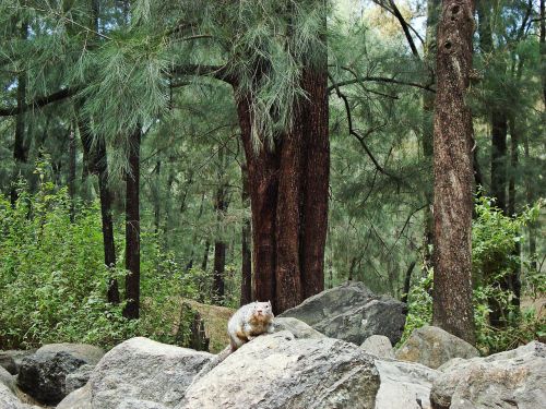 squirrel trees natural