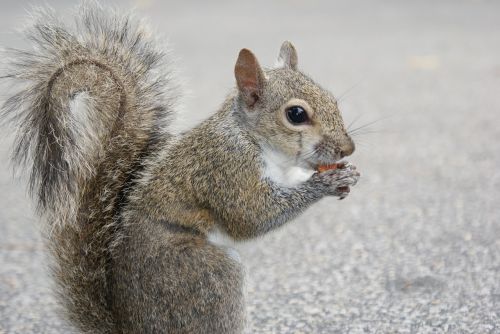 squirrel nut chipmunk