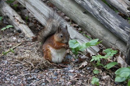 squirrel nature animal