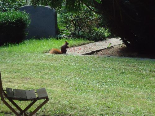 squirrel park tree