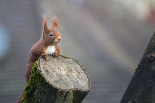 squirrel animal nature