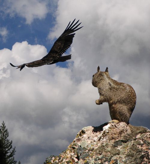 squirrel danger california condor