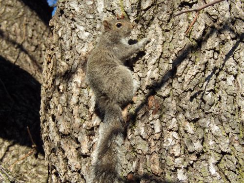 squirrel tree climb