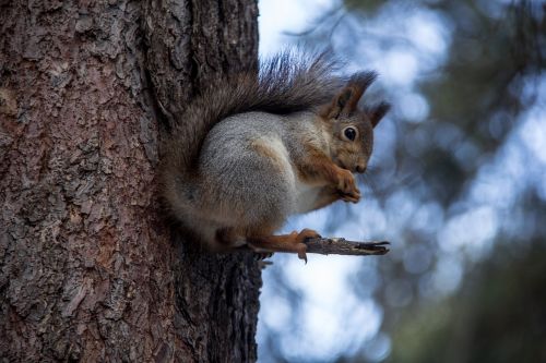 squirrel forest animals