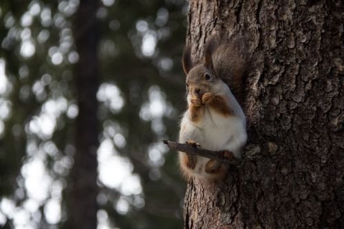 squirrel forest nature