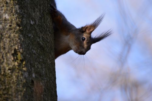 squirrel salzburg kapuzinerberg
