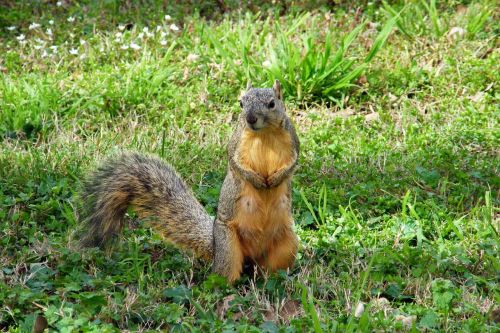 squirrel wildlife animals