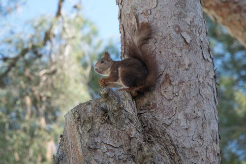 squirrel rodent animal