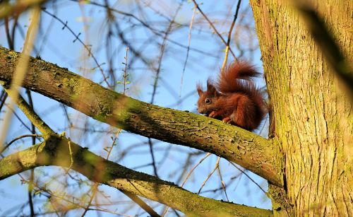 squirrel animal young animal