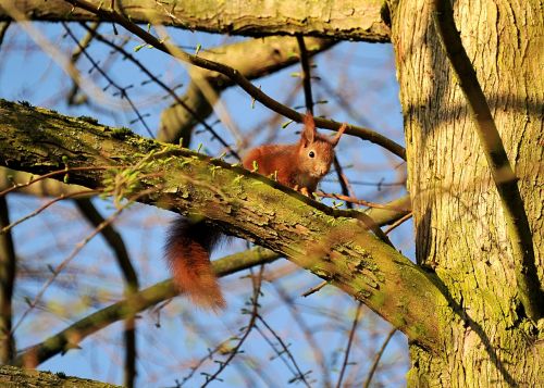 squirrel animal young animal