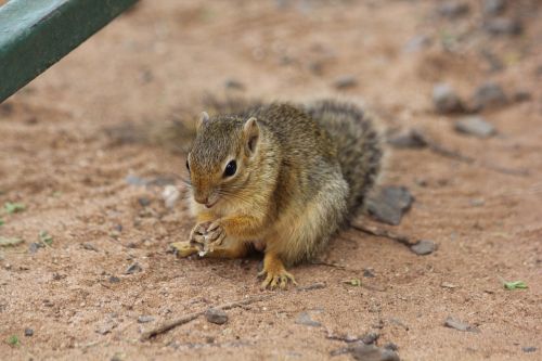 squirrel africa tanzania