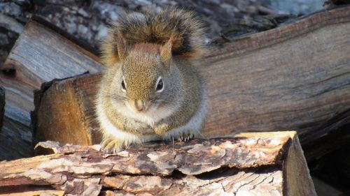 squirrel winter cute