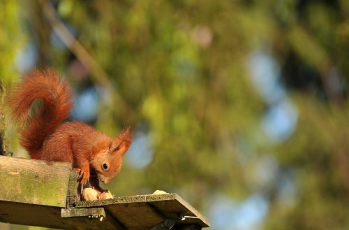 squirrel animal young animal