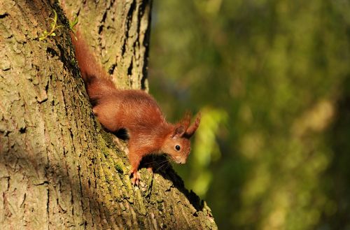 squirrel animal young animal