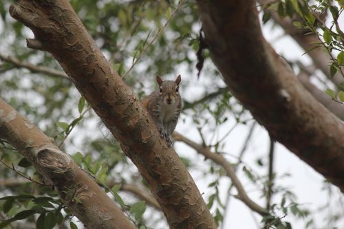 squirrel tree nature