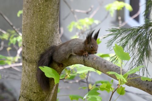 squirrel nature wild