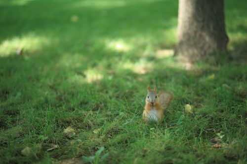 squirrel squirrel on the grass grass