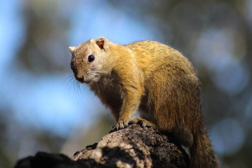 squirrel animal nature