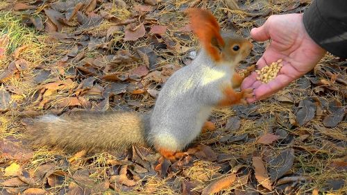 squirrel animals nature