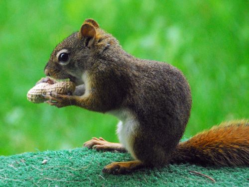 squirrel feeding mammal