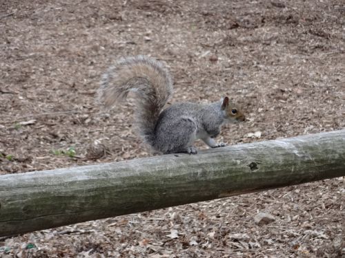 squirrel animal