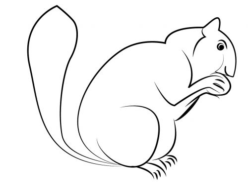 squirrel animal sketch