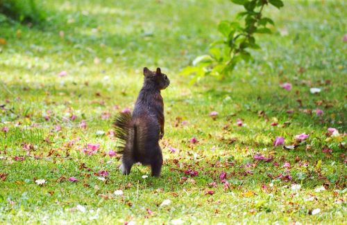 squirrel nager rodent