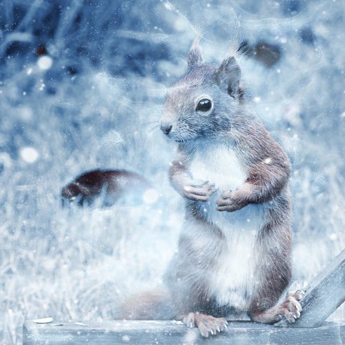 squirrel snow art
