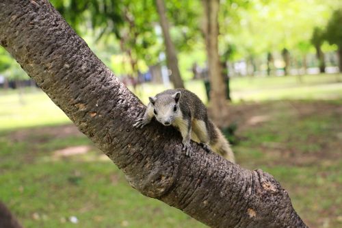 squirrel animals garden