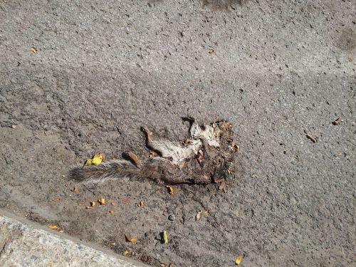 squirrel dead body