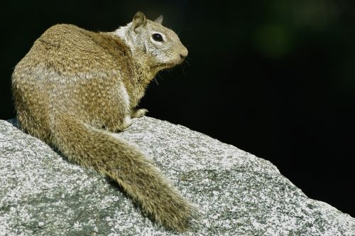 squirrel rock wild