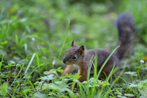 squirrel animals greens