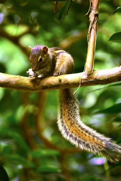 squirrel animal wildlife