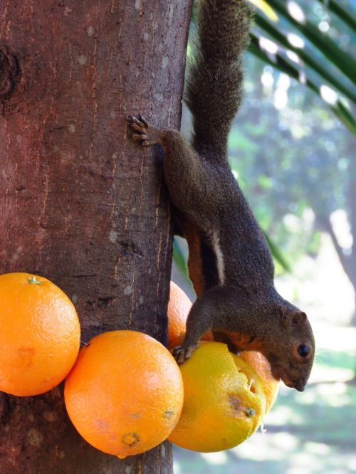squirrel orange eating