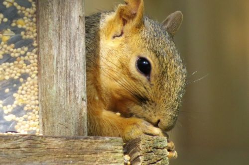 squirrel close up brown