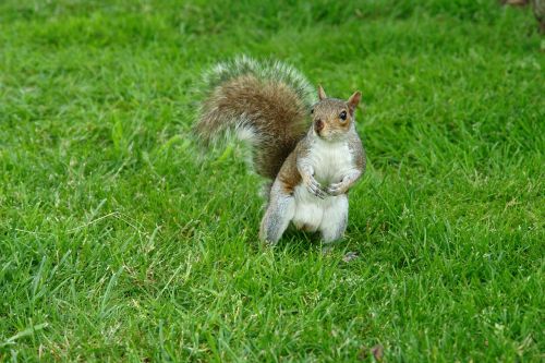 squirrel animals natural