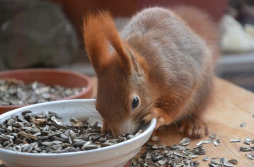 squirrel animals nature